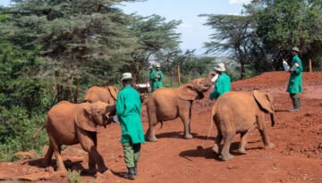 David Sheldrick Wildlife Trust