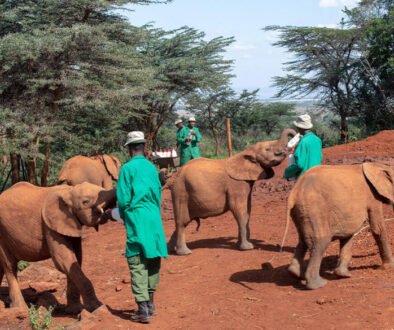 David Sheldrick Wildlife Trust