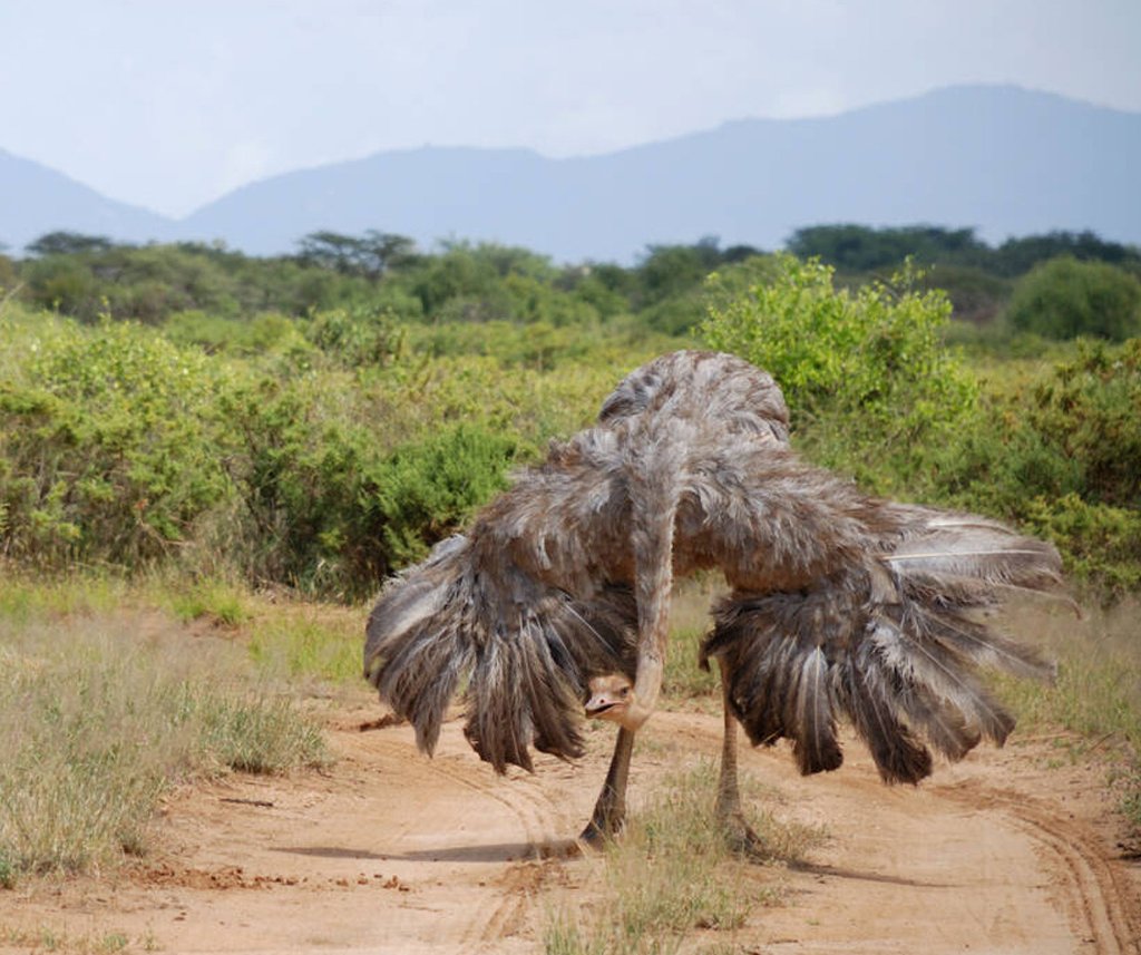 Sera Conservancy Safari