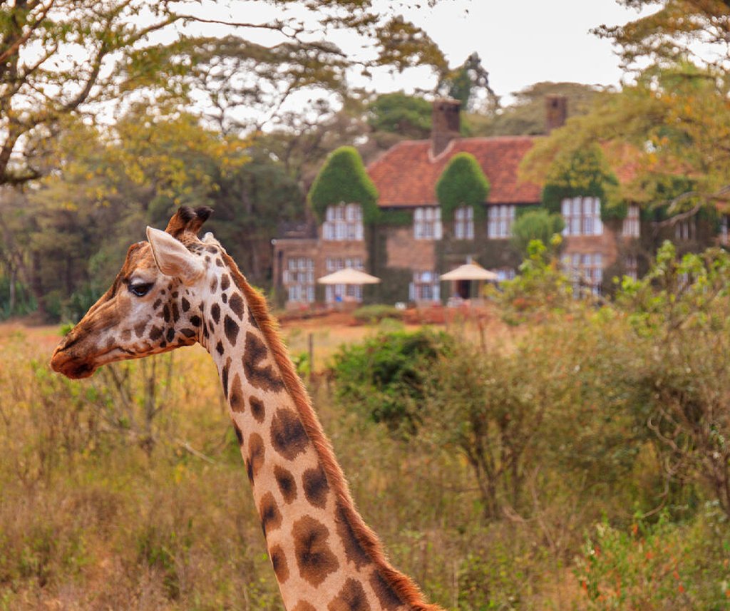 Giraffe Centre