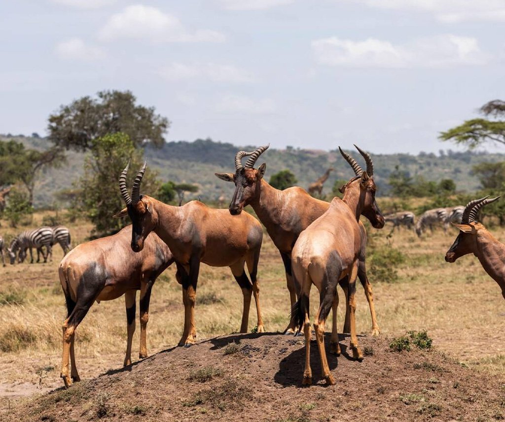 Mara North Conservancy Safari