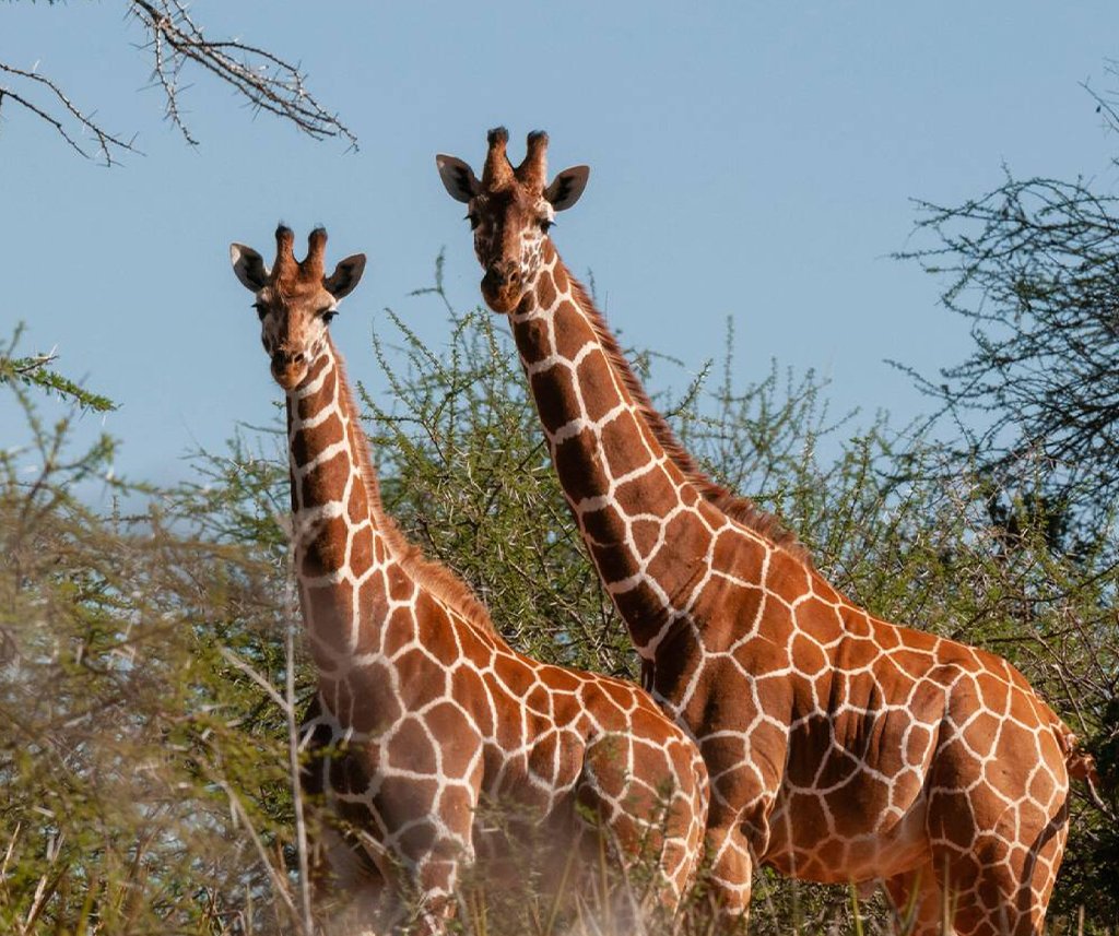 Loisaba Conservancy Safari