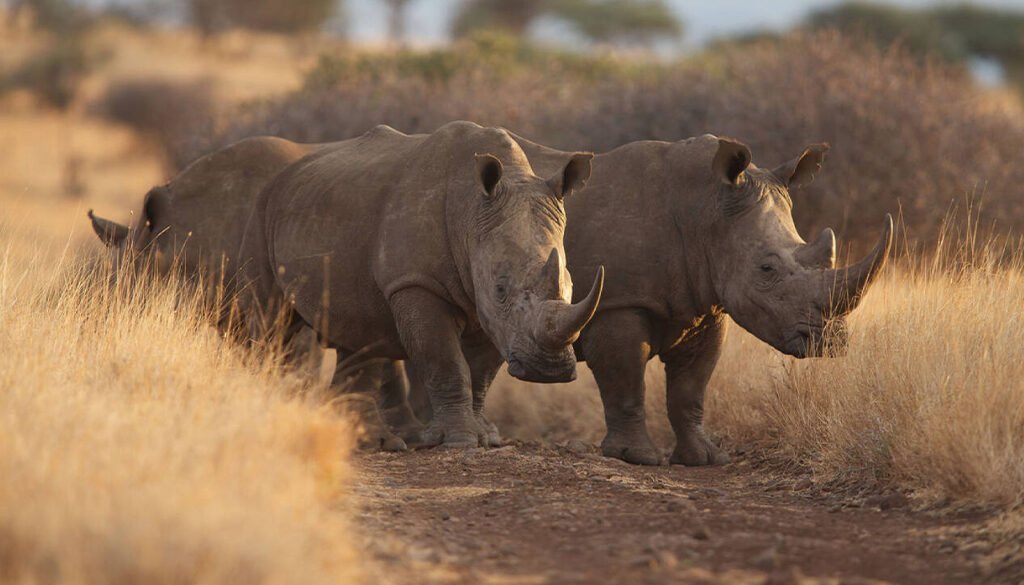 Lewa Wildlife Conservancy Safari