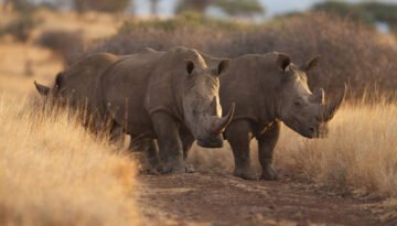 Lewa Wildlife Conservancy Safari