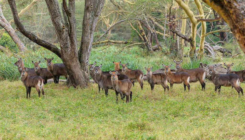 Solio Ranch Safari