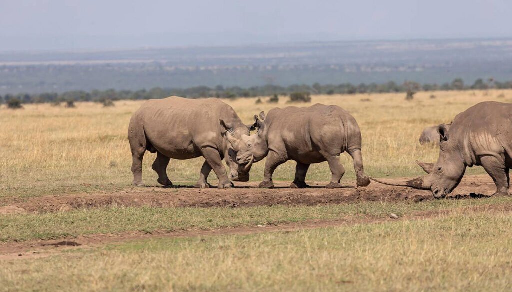 Ol Pejeta Conservancy Safari