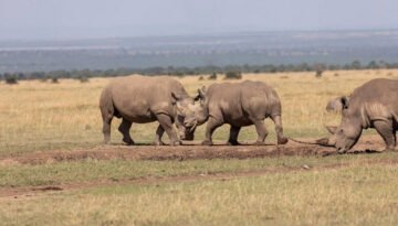 Ol Pejeta Conservancy Safari