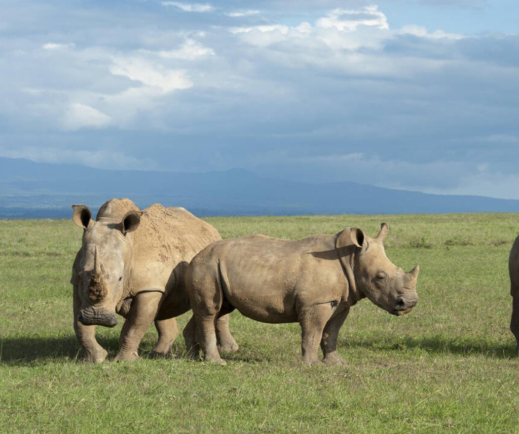 Solio Ranch Safari