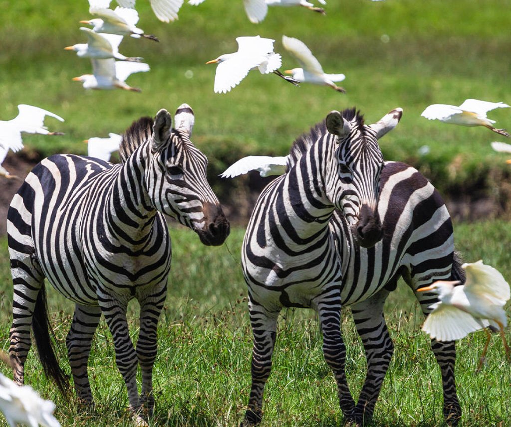 Lake Nakuru Safari