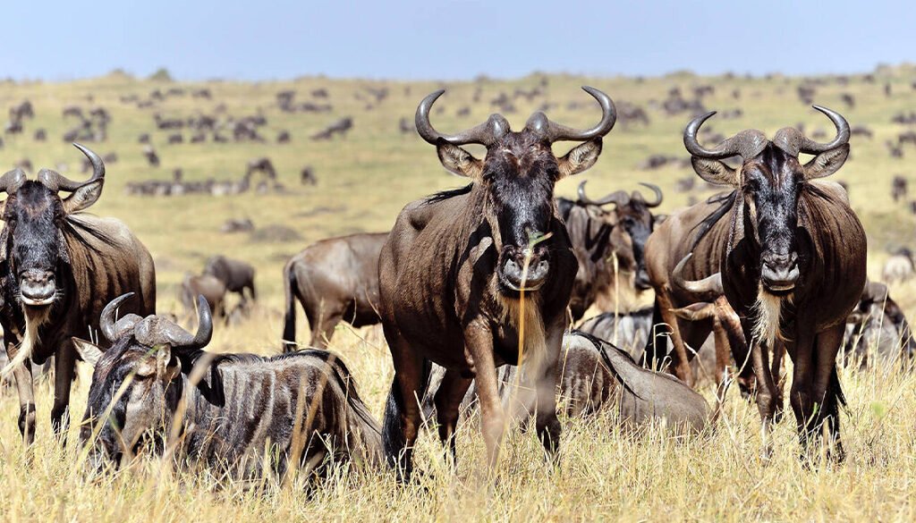 Masai Mara Safari Guide