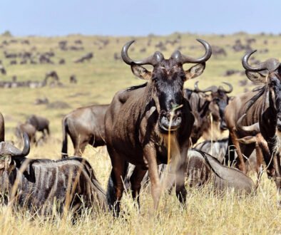 Masai Mara Safari Guide