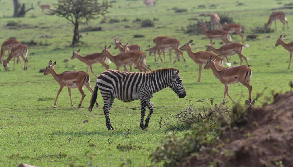 Olare Motorogi Conservancy Safari