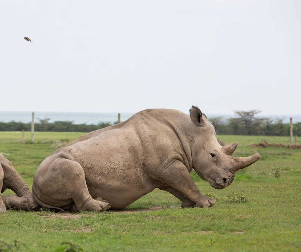 Ol Pejeta Conservancy Safari