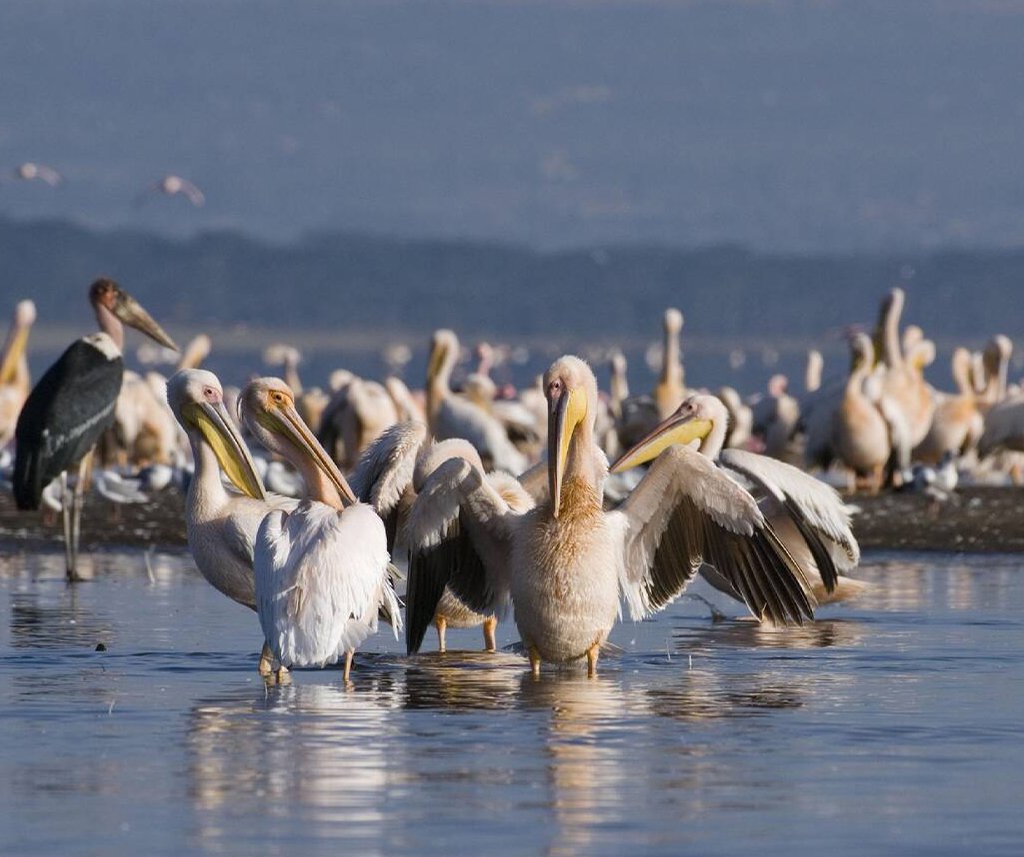 Lake Nakuru Safari