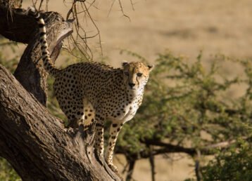 Kenya Bush and Beach Holiday