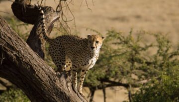 Kenya Bush and Beach Holiday