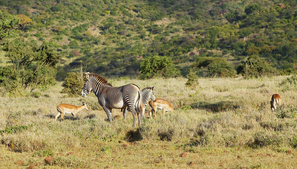 Kenya Wildlife Safari