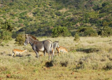 Kenya Wildlife Safari