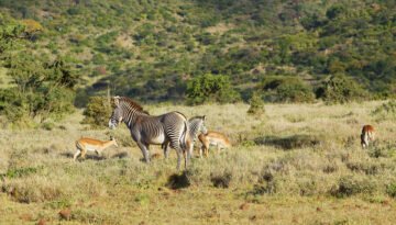 Kenya Wildlife Safari