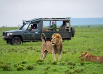 Masai Mara All-Inclusive Safari