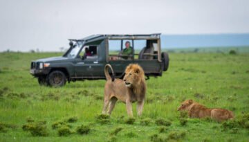 Masai Mara All-Inclusive Safari