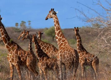 Kenya Fly-In Safari