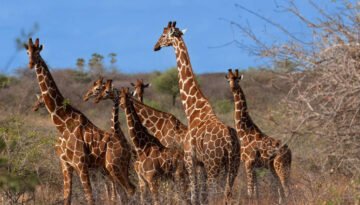 Kenya Fly-In Safari