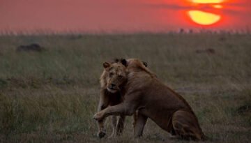Masai Mara Flying Safari