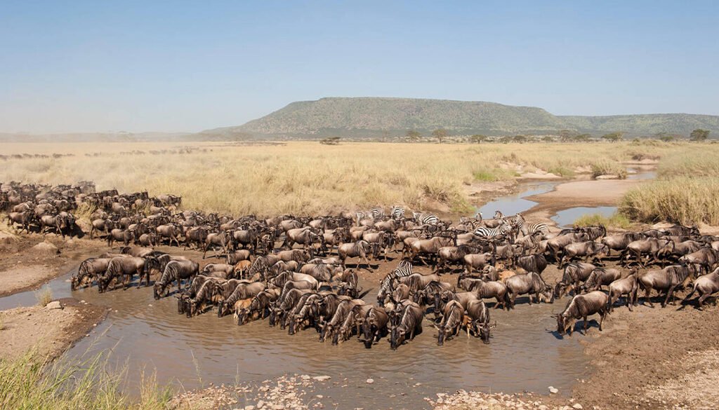 the great migration
