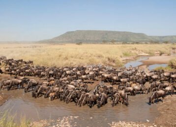 the great migration