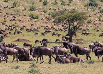 Tanzania Safari and Zanzibar Package