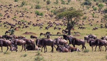 Tanzania Safari and Zanzibar Package