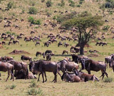 Tanzania Safari and Zanzibar Package
