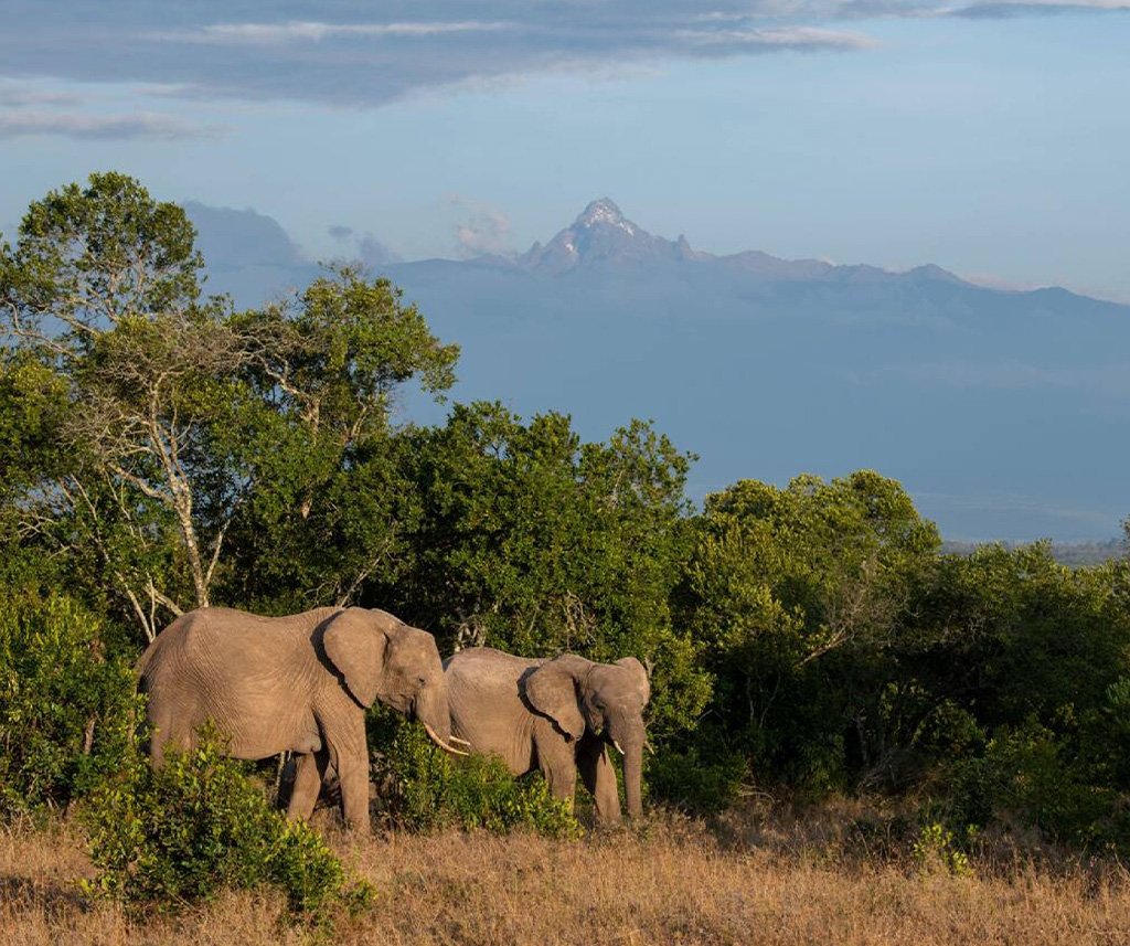 Laikipia Luxury Safari