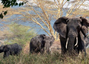 9 Day Tanzania Safari