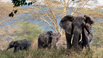 9 Day Tanzania Safari