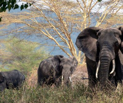 9 Day Tanzania Safari