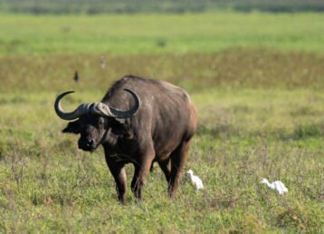 7-Day Tanzania Safari