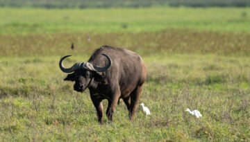 7-Day Tanzania Safari