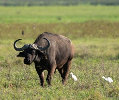 7-Day Tanzania Safari