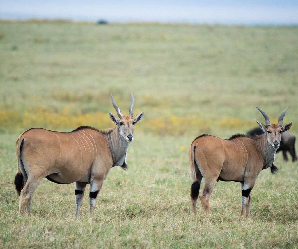 Ngorongoro Crater Safari