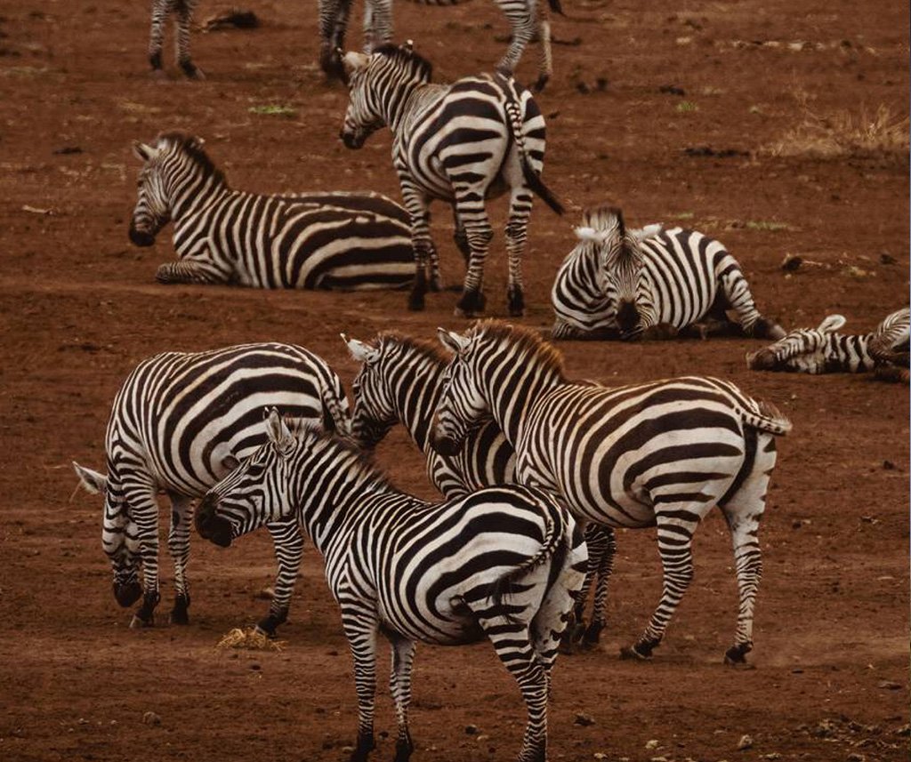 luxury kenya safari