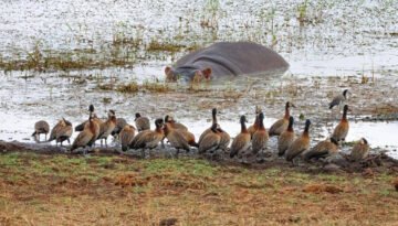 Tarangire National Park Safari