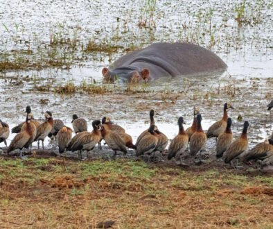 Tarangire National Park Safari