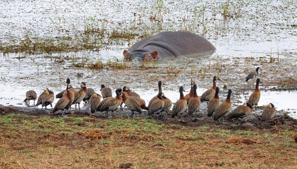 Tarangire National Park Safari
