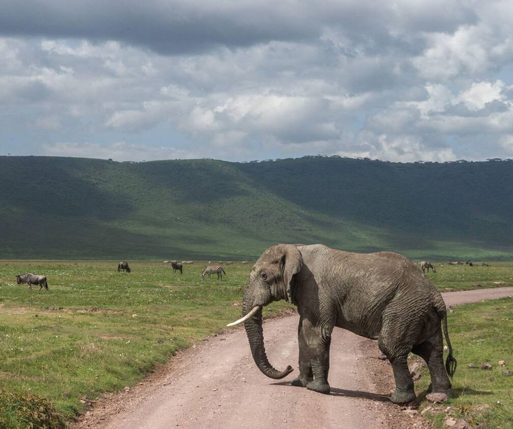 Ngorongoro Crater Safari