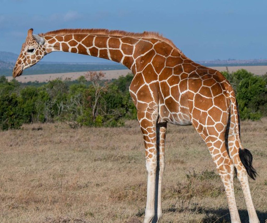 Laikipia Luxury Safari