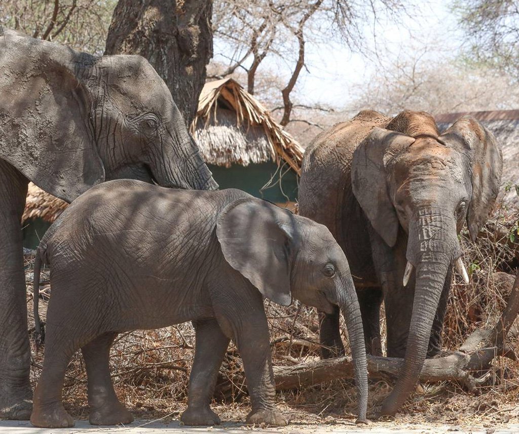 Tarangire National Park Safari