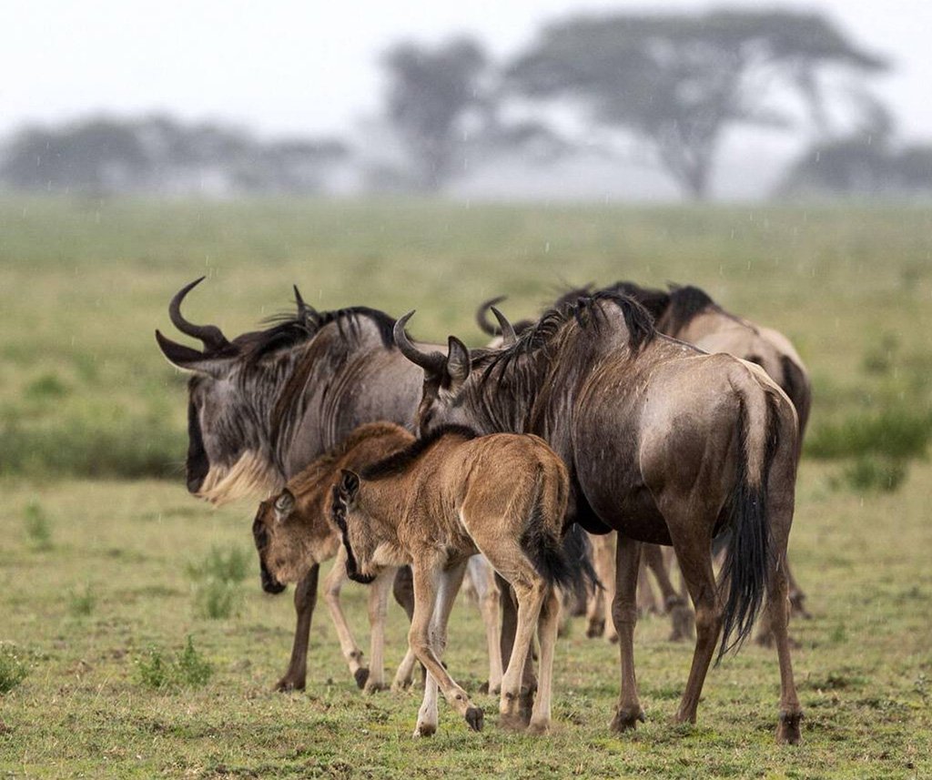 Serengeti safari in Tanzania