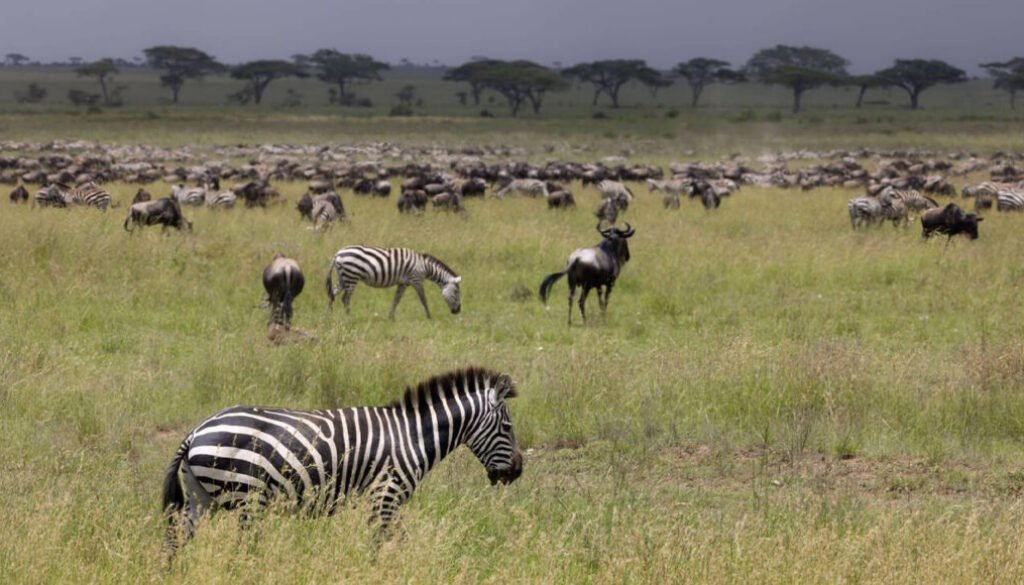 Wild zebra in the savannah in the Serengeti National Park